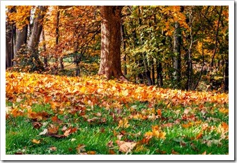 Fort Mill SC Back Pain