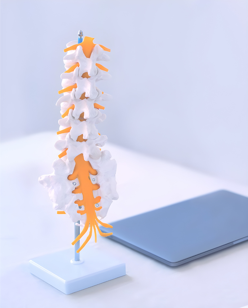 chiropractic-spine-service